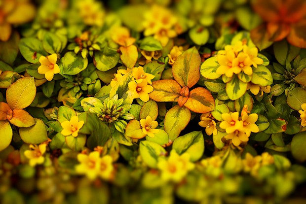 a beautiful patch of lysimachia congestiflora, also known as outback sunset, photographed by Jacob Rosenfeld
